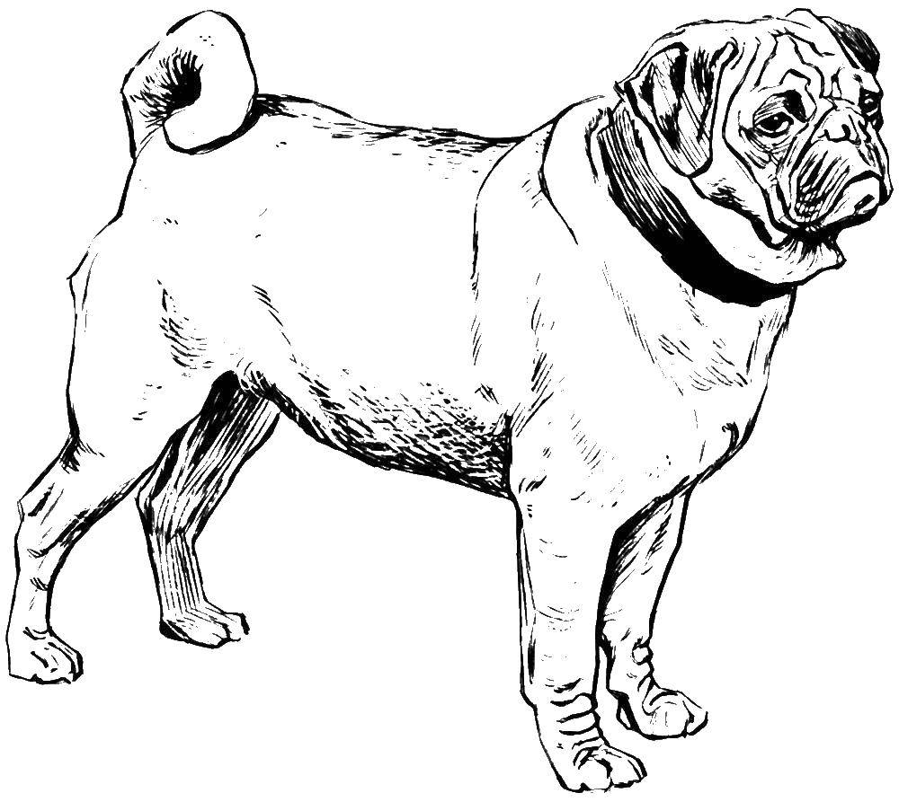 Название: Раскраска Мопс собака. Категория: собака. Теги: мопс, собака.