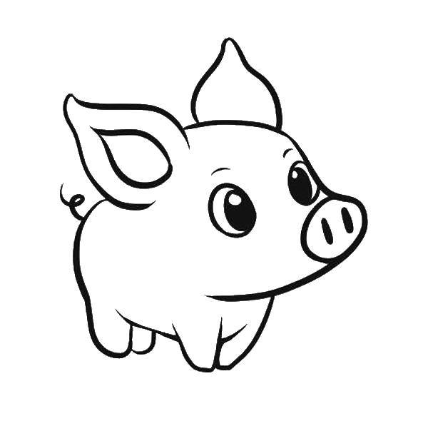 Coloring The pig with the big eyes. Category Pets allowed. Tags:  the pig.
