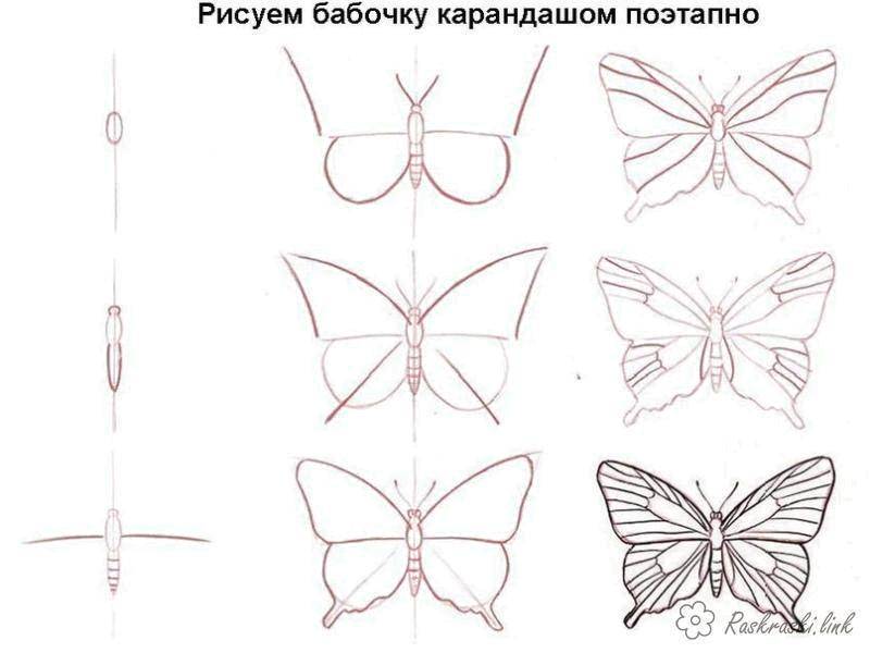 Coloring Draw a butterfly in stages. Category butterflies. Tags:  butterflies, insects, step by step.