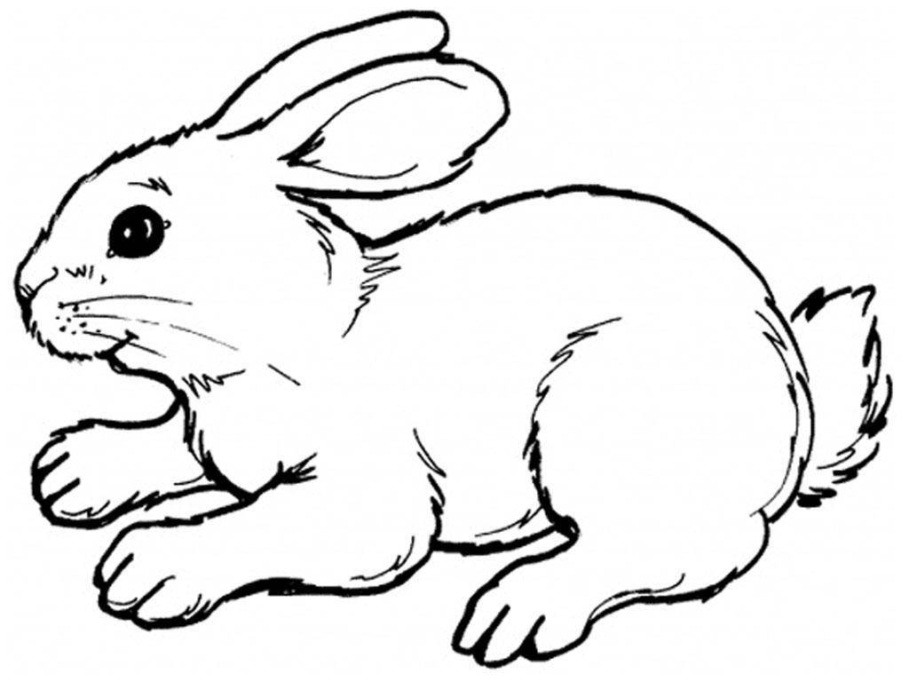 Название: Раскраска Рисунок зайца. Категория: домашние животные. Теги: заяц, кролик.