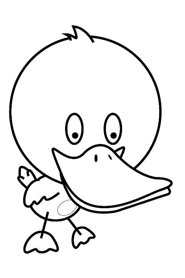 Coloring Duck with a large head. Category The contours for cutting out the birds. Tags:  duck head.