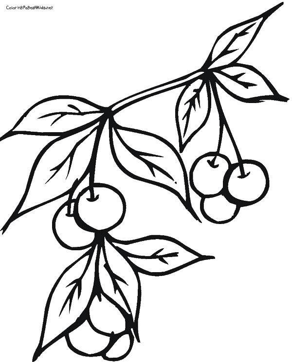 Coloring Cherries on a branch. Category berries. Tags:  Berries, cherry.
