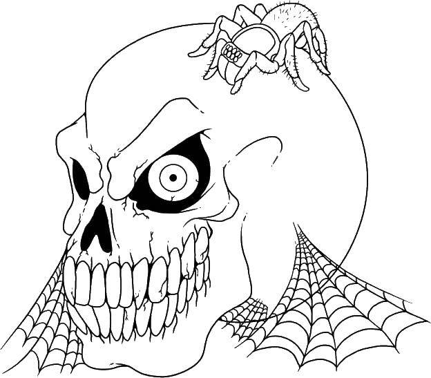 Розмальовки  Череп і павук. Завантажити розмальовку черепи, павуки.  Роздрукувати ,череп,