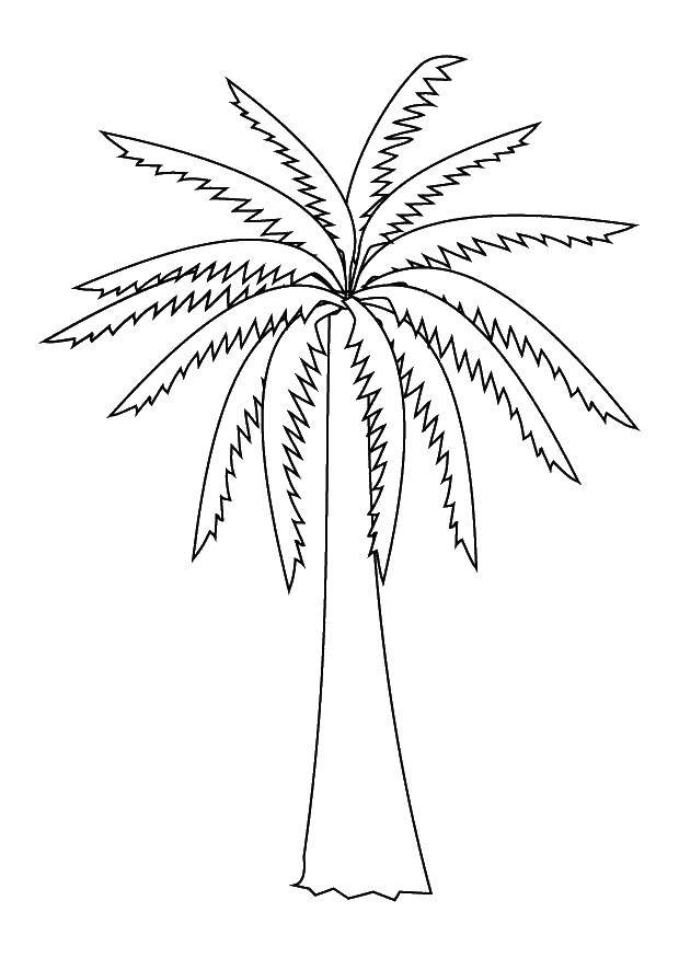 Розмальовки  Листяна пальма. Завантажити розмальовку Дерева, пальма.  Роздрукувати ,дерево,