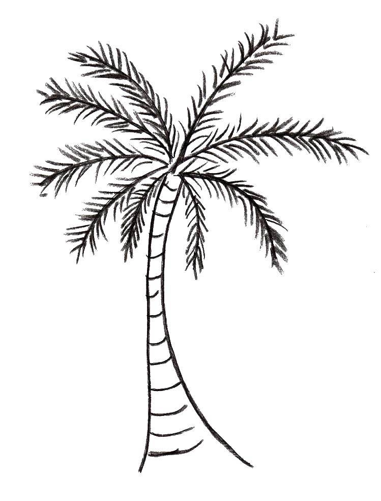 Розмальовки  Пальма. Завантажити розмальовку пальми, дерева.  Роздрукувати ,дерево,