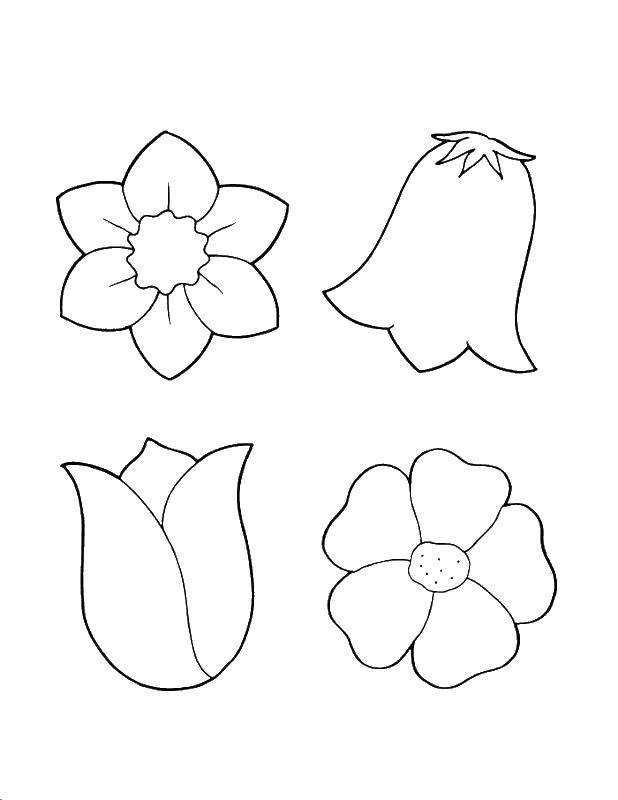 Coloring The buds of flowers. Category Flowers. Tags:  flowers, plants, buds.