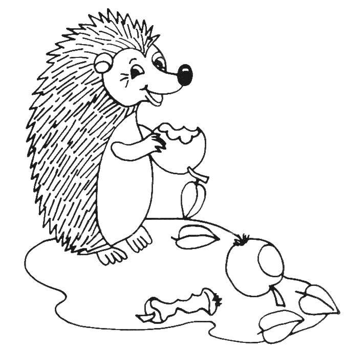 Coloring The hedgehog eats apples. Category Animals. Tags:  animals, hedgehog.