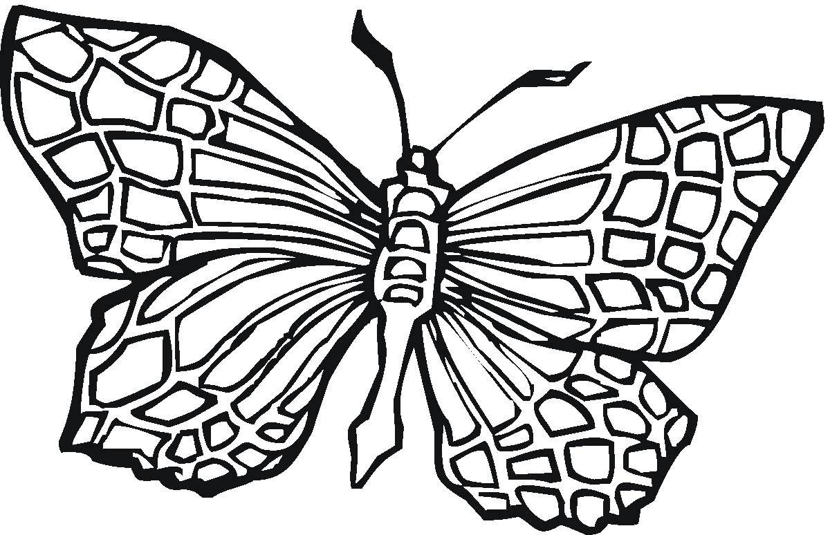 Coloring Geometric patterns on the wings. Category butterflies. Tags:  Butterfly.