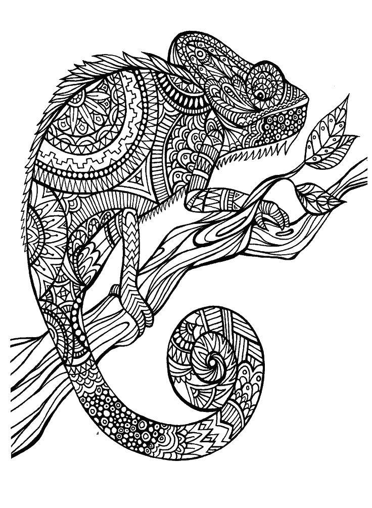 Coloring Chameleon on twig and patterns. Category reptiles. Tags:  Reptile, chameleon.