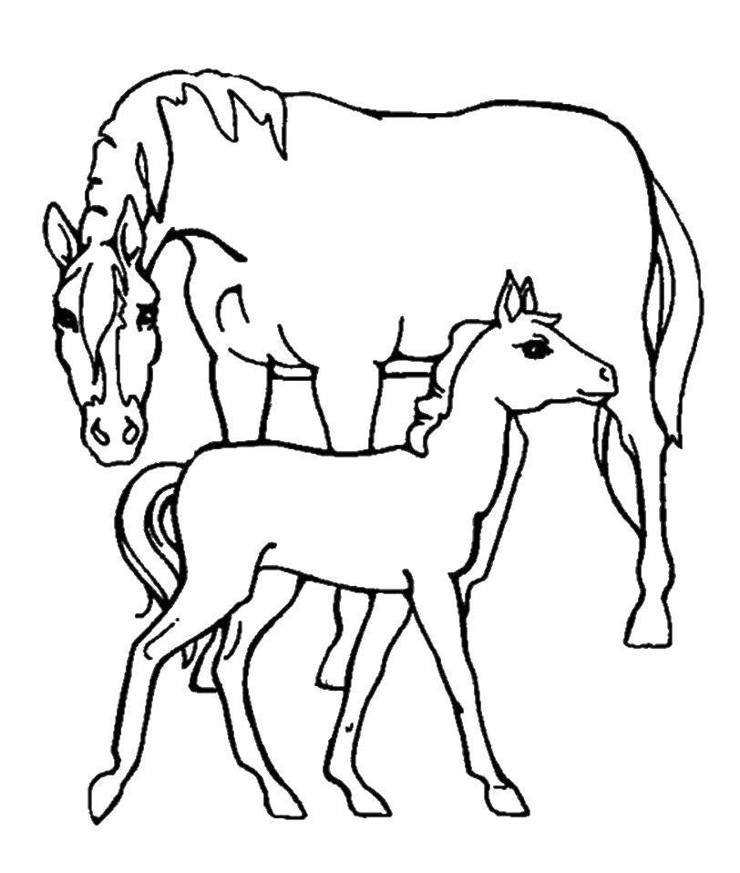 Название: Раскраска Лошадка с жеребенком. Категория: Животные. Теги: лошади, жеребенок, животные.