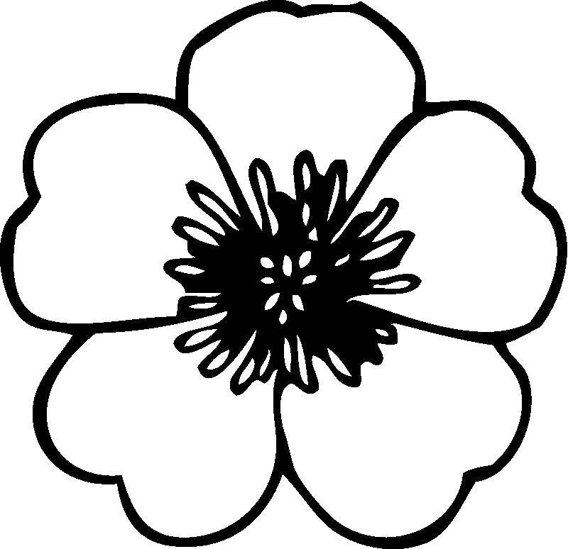 Coloring Mac. Category flowers. Tags:  flowers, poppies.