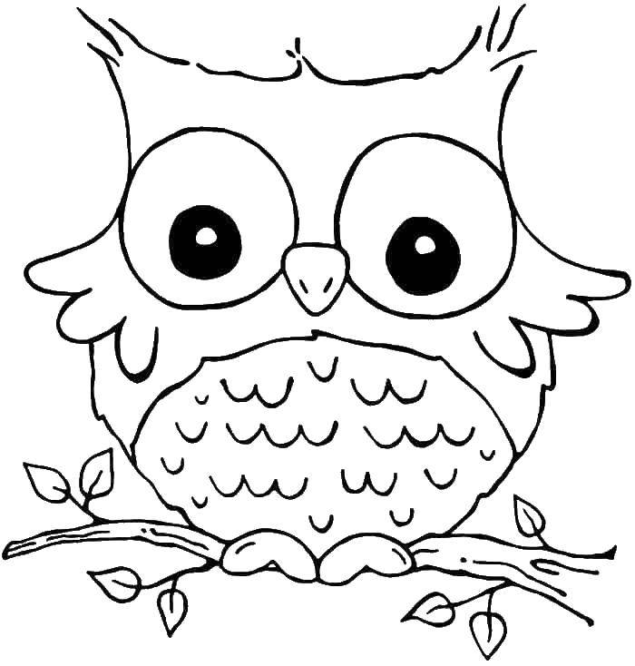 Coloring Little owl. Category birds. Tags:  birds, owls.