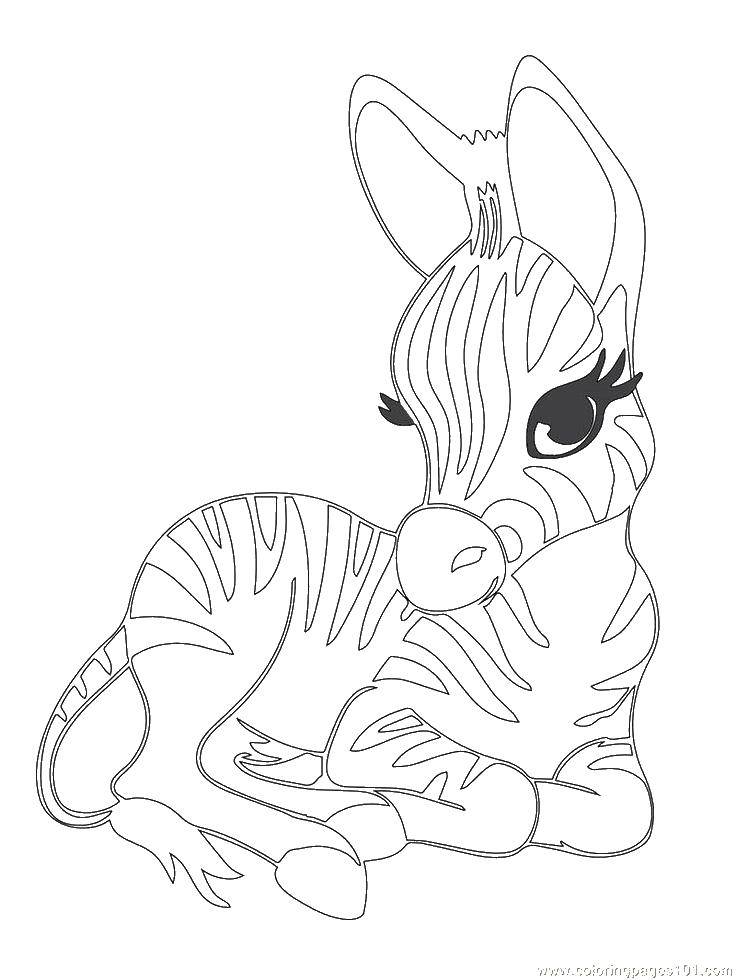 Coloring Little Zebra. Category animals. Tags:  Animals, horse.