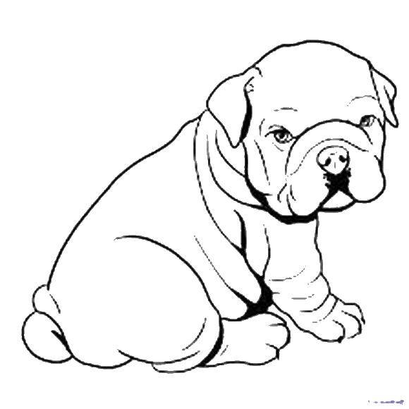 Coloring Little bulldog. Category dogs. Tags:  animals, dogs, bulldogs.