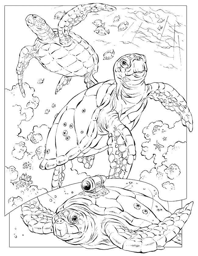 Название: Раскраска Морские черепашки в воде. Категория: Животные. Теги: животные, черепашки, морские обитатели.
