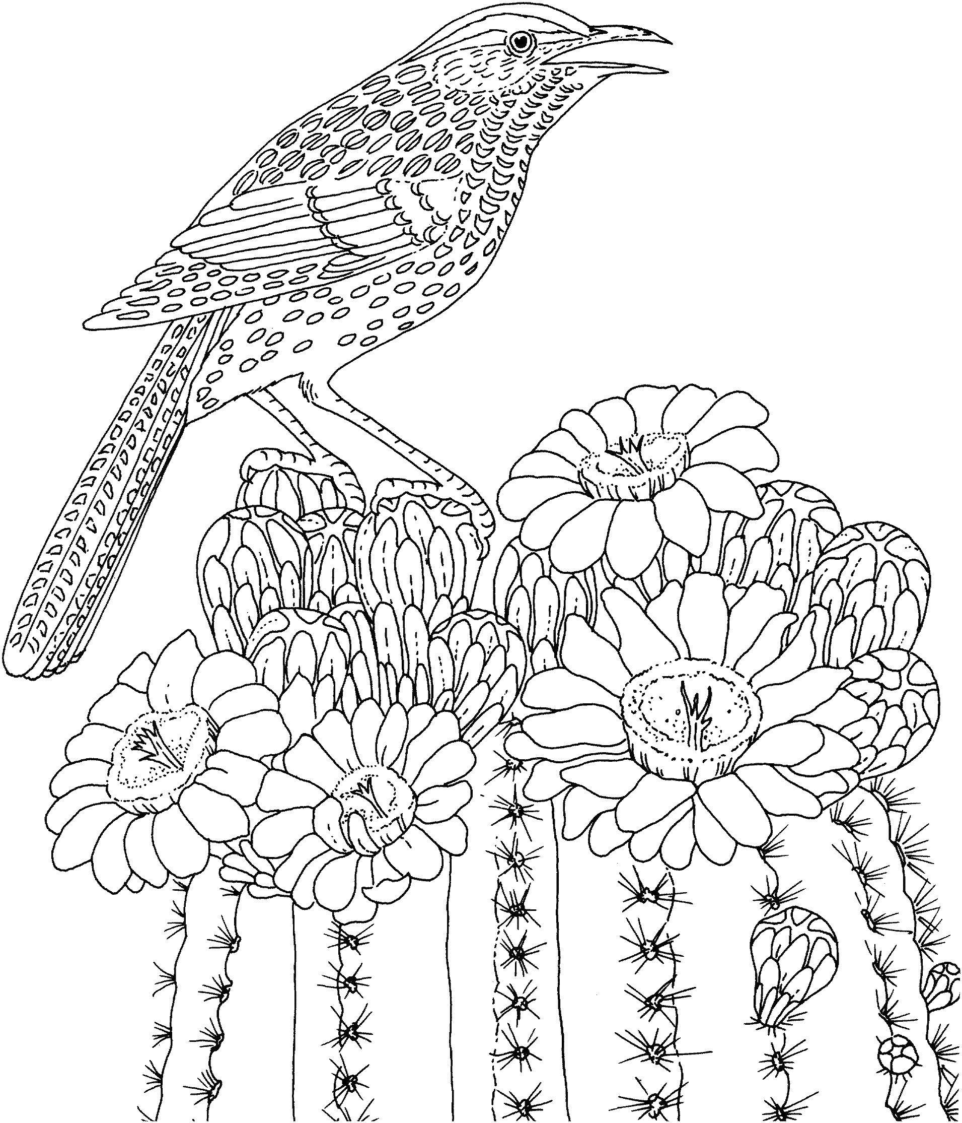 Coloring Bird on a cactus. Category birds. Tags:  birds, flowers, cactus.