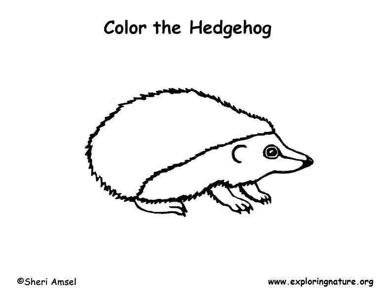 Coloring Paint hedgehog. Category English. Tags:  English, animals.