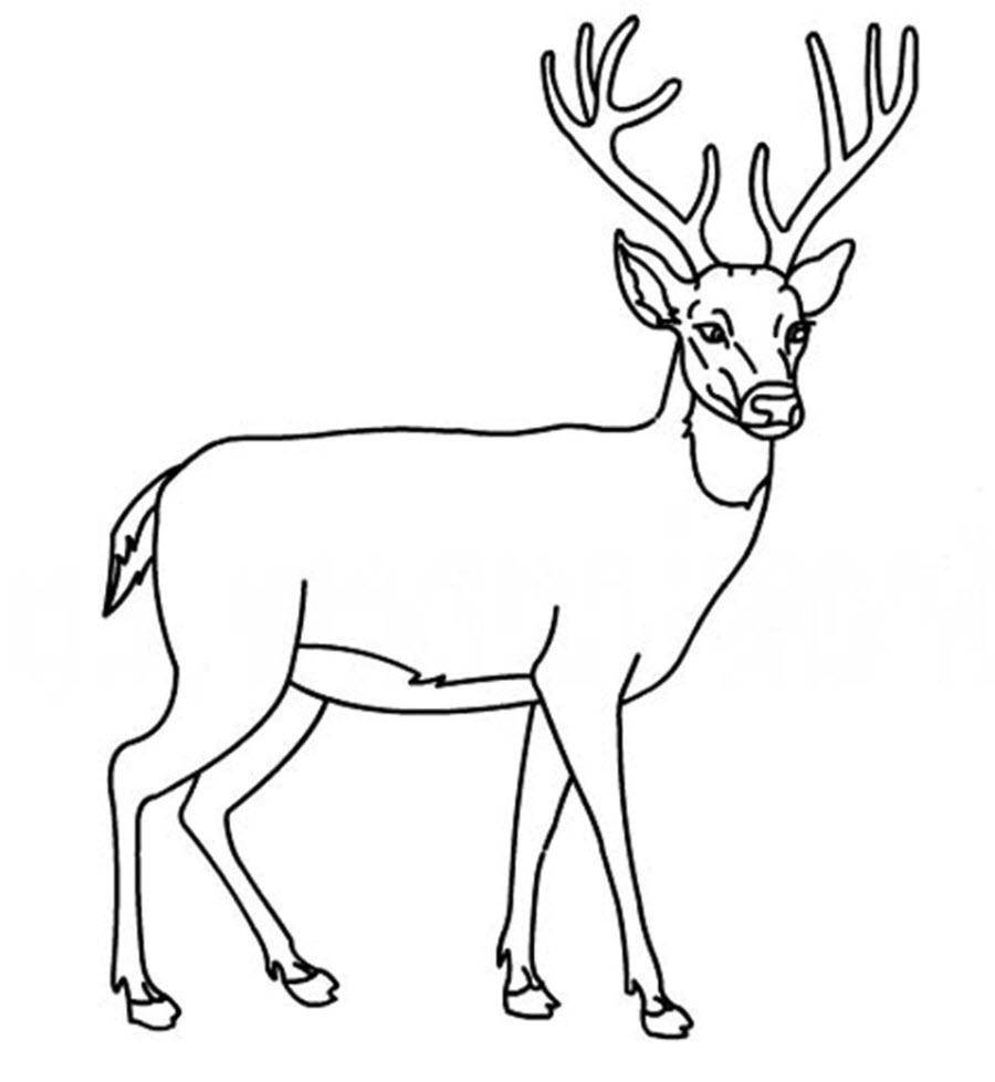 Название: Раскраска Рисунок оленя с рогами. Категория: домашние животные. Теги: Олень.