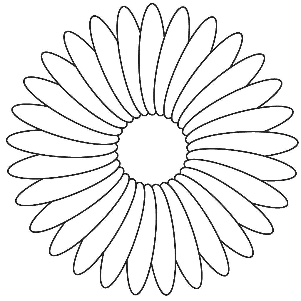 Coloring Daisy. Category Flowers. Tags:  flowers, daisies, petals.