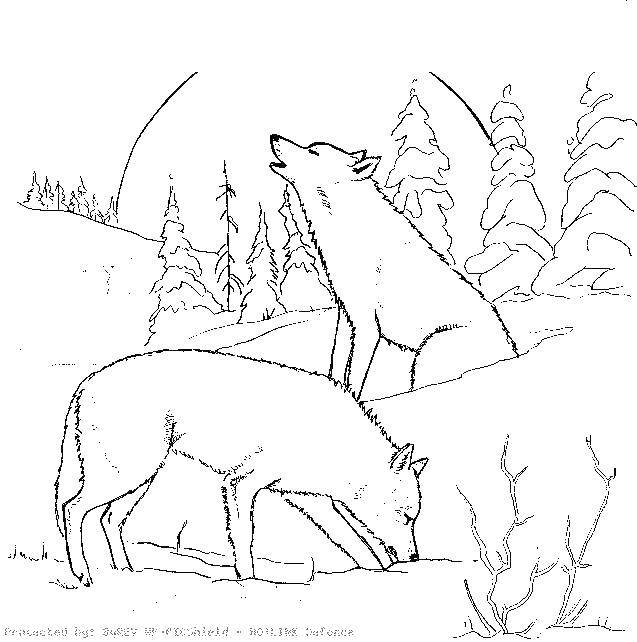 Название: Раскраска Волки в зимнем лесу. Категория: Животные. Теги: животные, волки, лес.