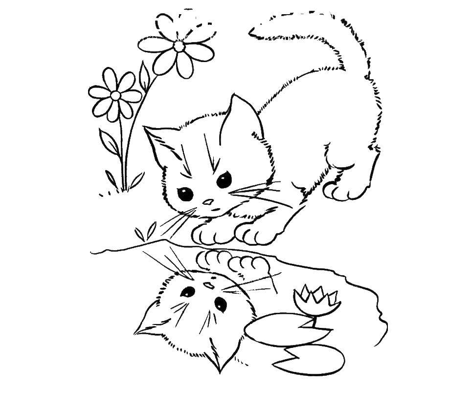 Опис: розмальовки  Кошеня дивиться у воду. Категорія: дитинчата тварин. Теги:  котик, кіт.