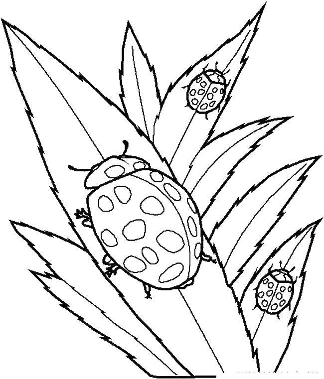 Coloring Ladybugs on leaves. Category Insects. Tags:  Ladybug.