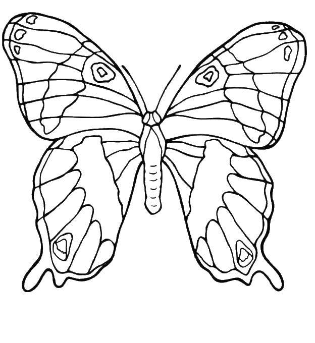 Coloring Giant wings. Category Butterfly. Tags:  Butterfly.