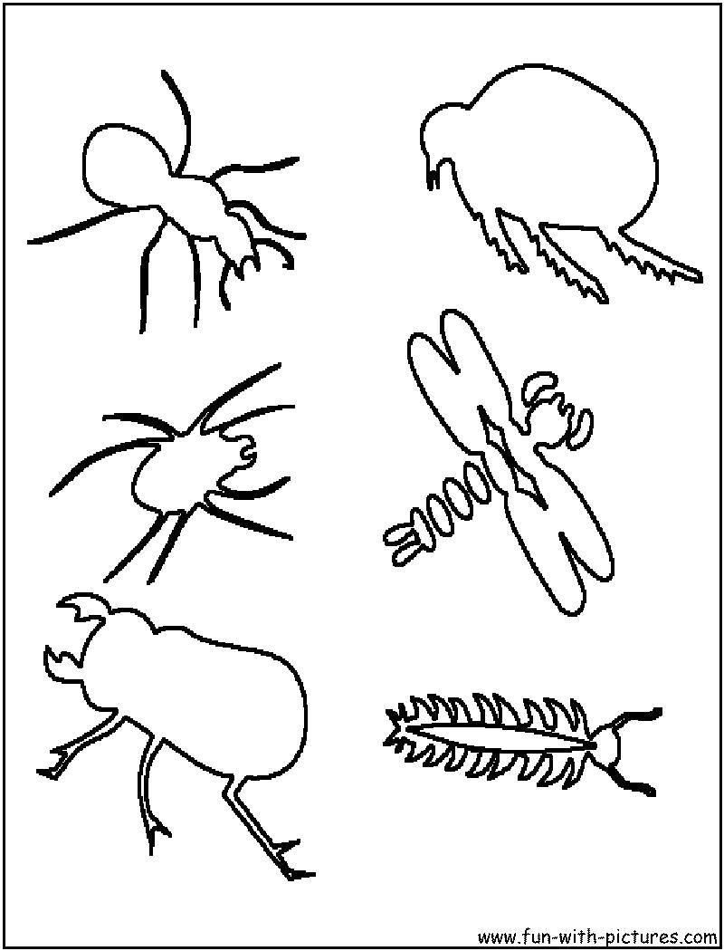 Картинки контуры насекомые