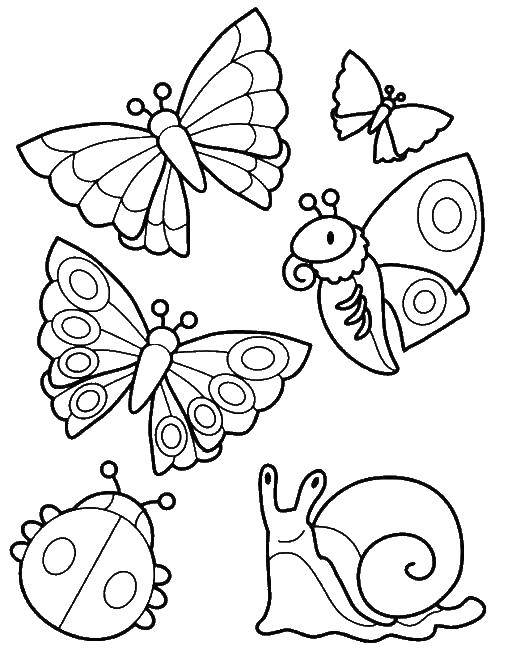 Coloring Garden insects. Category Insects. Tags:  insects, vegetable garden.