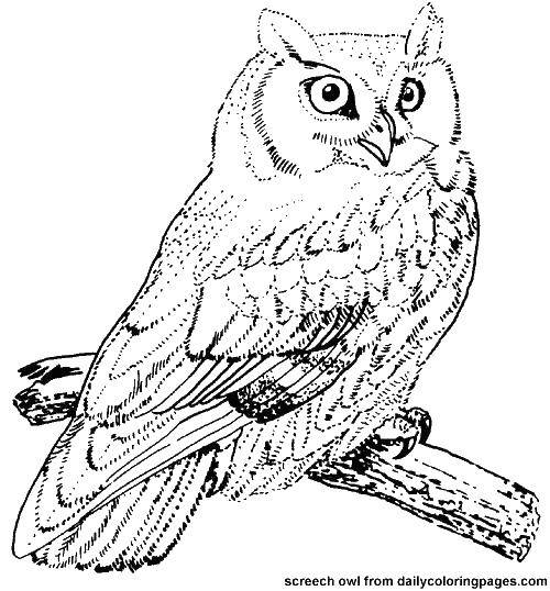 Coloring Feathered owl. Category Birds. Tags:  Birds, owl.