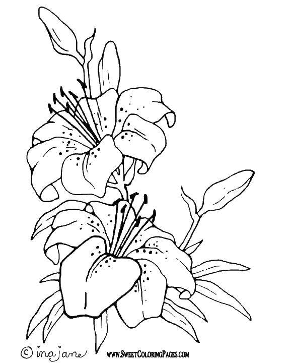 Coloring Tiger lilies. Category flowers. Tags:  Flowers, Lily.