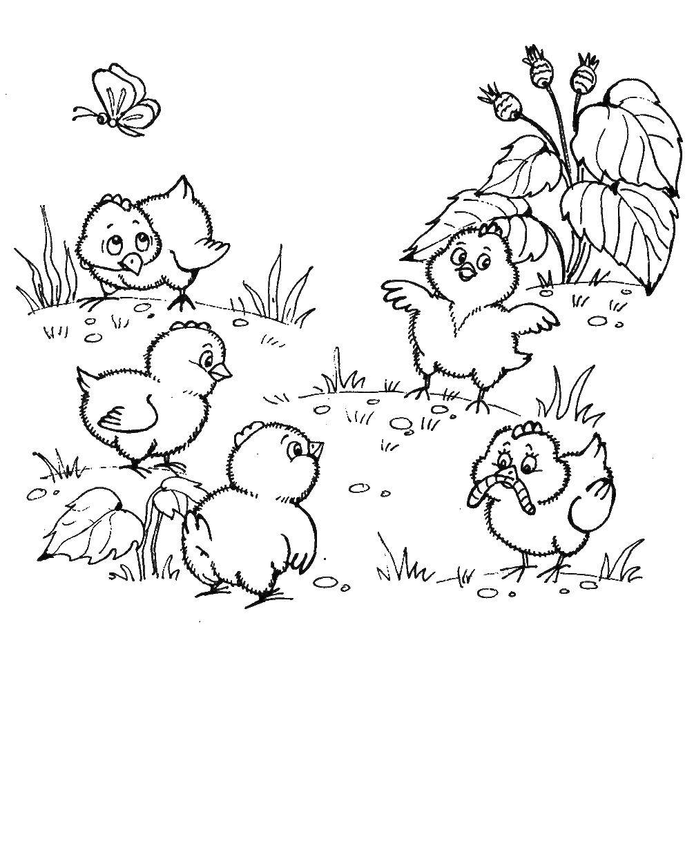 Coloring Chickens playing in the meadow. Category birds. Tags:  Birds, chickens.
