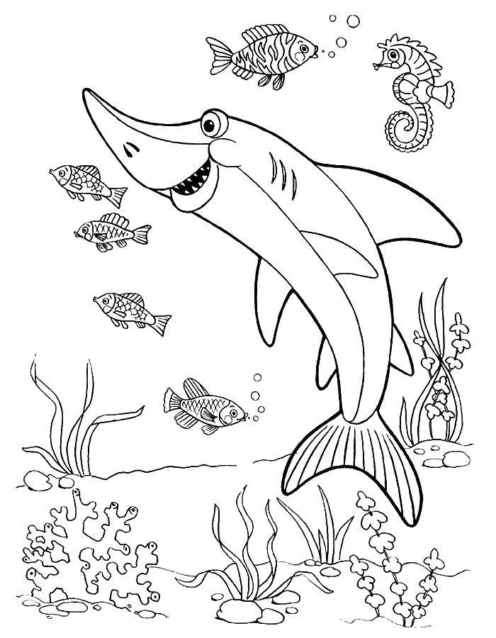 Розмальовки  Акула сьогодні добра. Завантажити розмальовку Підводний світ, риба.  Роздрукувати ,риби,
