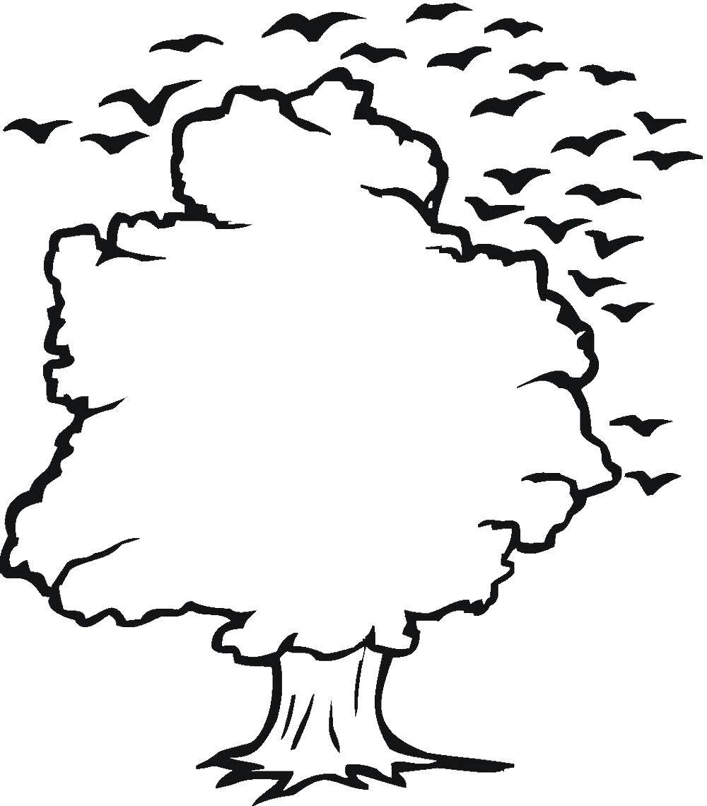 Розмальовки  Птаха над деревом. Завантажити розмальовку Дерева, лист.  Роздрукувати ,дерево,