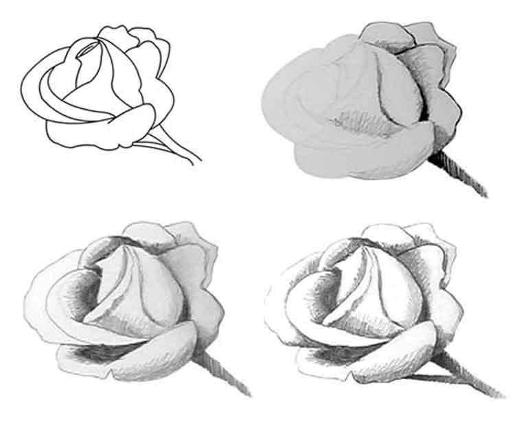 Розмальовки  Вчимося малювати троянду. Завантажити розмальовку троянда, квіти.  Роздрукувати ,як намалювати поетапно квіти,