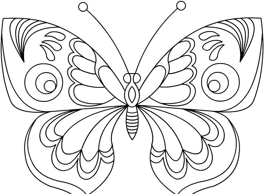 Название: Раскраска Бабочка. Категория: Насекомые. Теги: насекомые, бабочка, крылья.