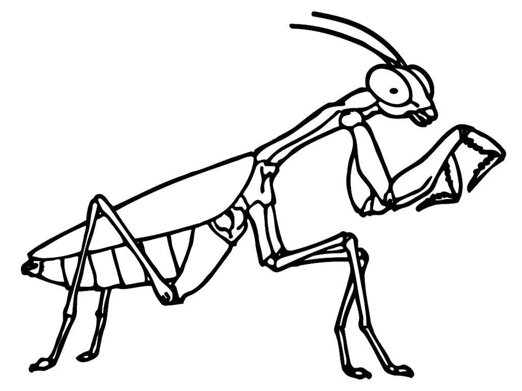 Название: Раскраска Богомол самка. Категория: Контуры насекомые. Теги: Богомол, самка.