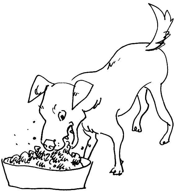 Coloring Hungry dog. Category Animals. Tags:  Animals, dog.