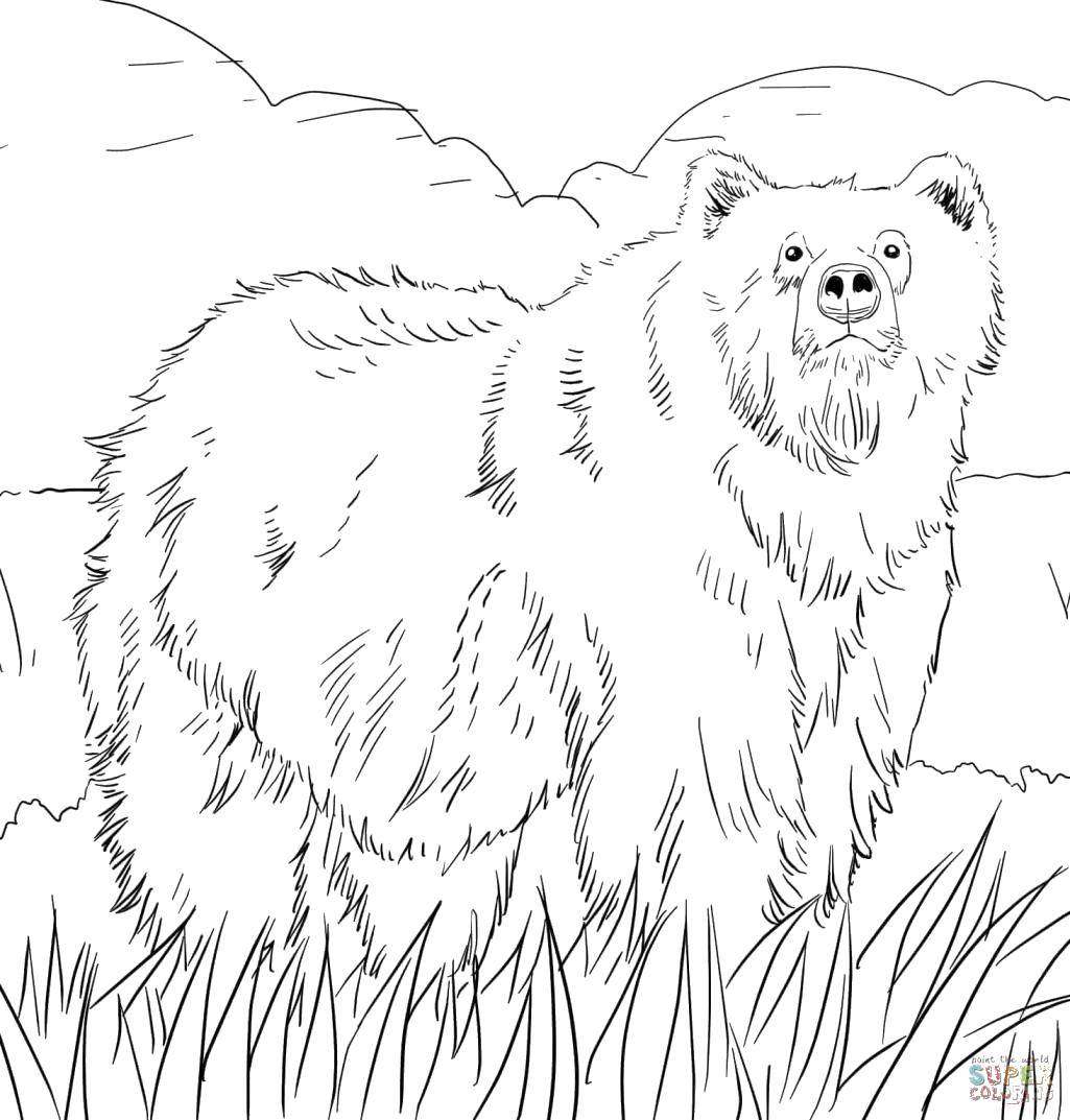 Coloring The bear is ready for hibernation. Category wild animals. Tags:  Animals, bear.