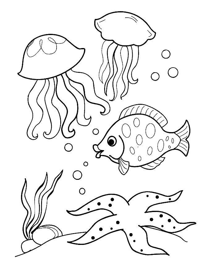 Название: Раскраска Рыба и медузы. Категория: рыбы. Теги: Подводный мир, медуза, рыбки.