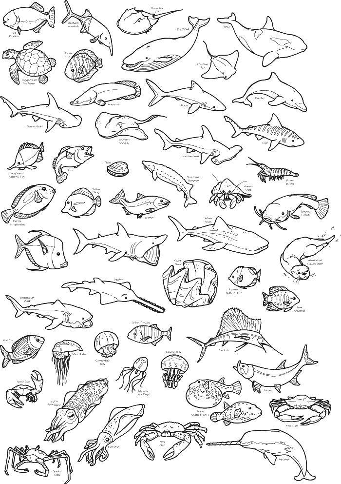Coloring A variety of marine inhabitants. Category fish. Tags:  Underwater world, fish.