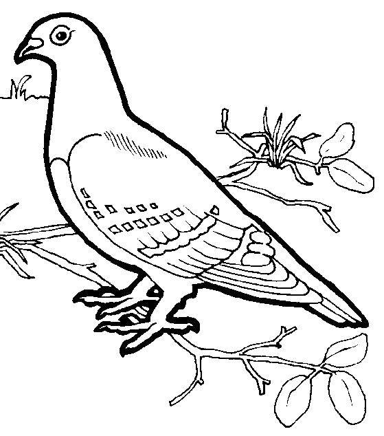 Coloring Pigeon on branch. Category birds. Tags:  Birds.