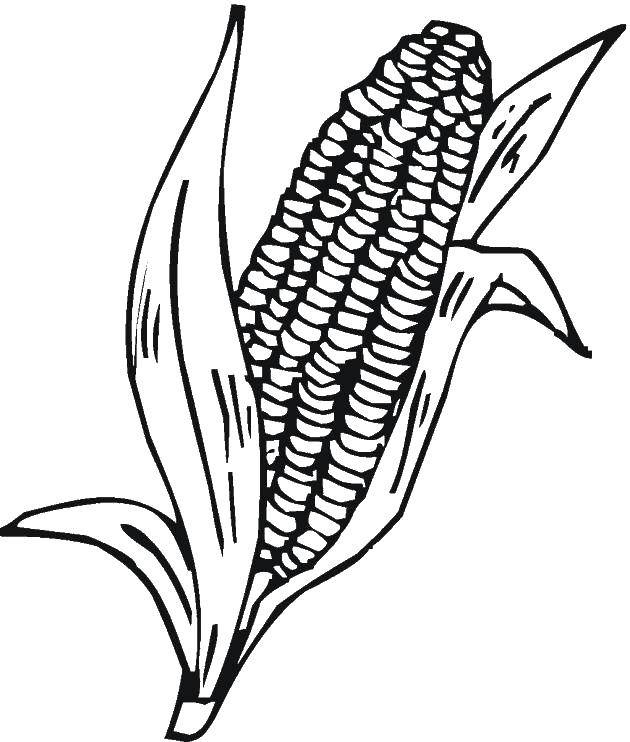 Coloring Corn leaves. Category Corn. Tags:  Vegetables.