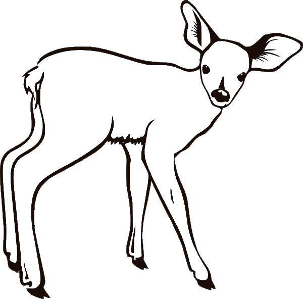 Coloring Curious deer. Category Animals. Tags:  Animals, deer.