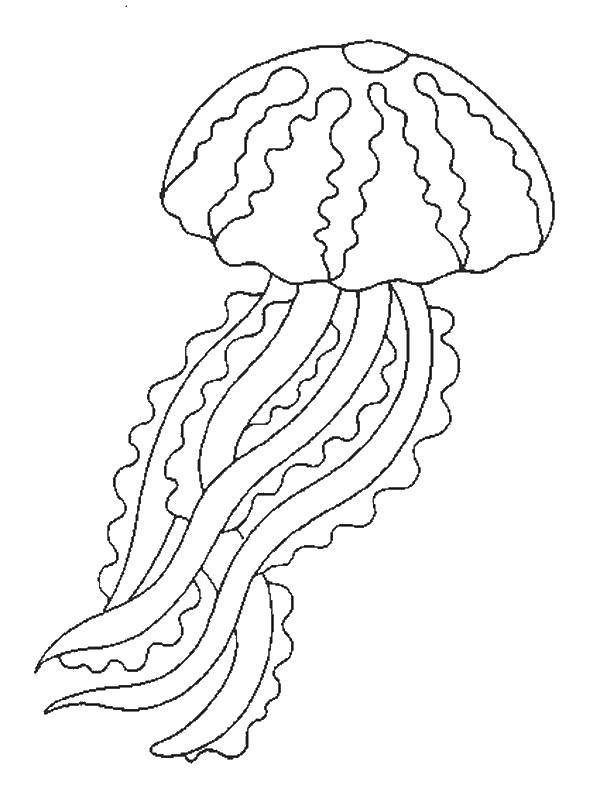 Название: Раскраска Медуза. Категория: Морские обитатели. Теги: Подводный мир, медуза, океан.