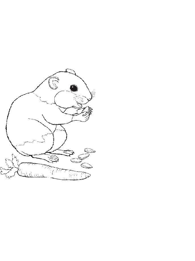 Название: Раскраска Мышка ест зёрнышки. Категория: Животные. Теги: Животные, мышь.
