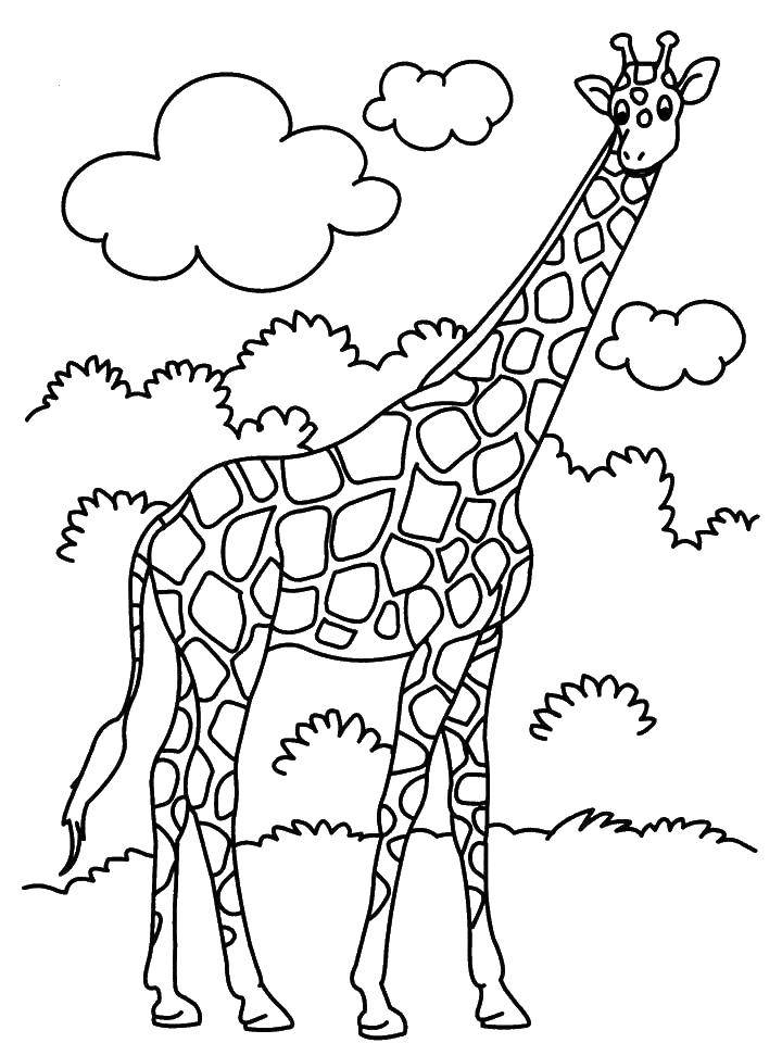 Название: Раскраска Очень высокий жираф. Категория: Животные. Теги: Животные, жираф.