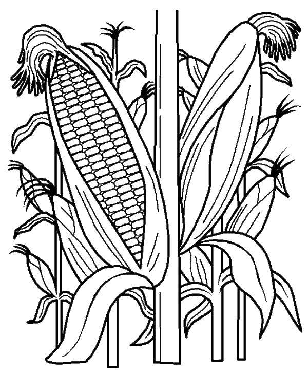 Название: Раскраска Плоды кукурузы. Категория: Кукуруза. Теги: Овощи.