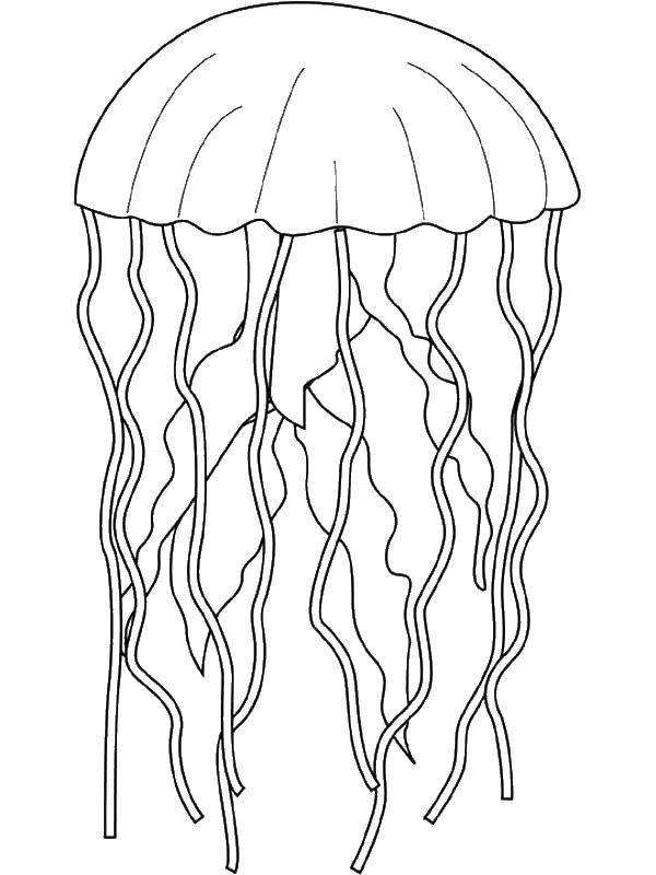 Coloring Transparent jellyfish. Category Sea animals. Tags:  Underwater world, jellyfish.