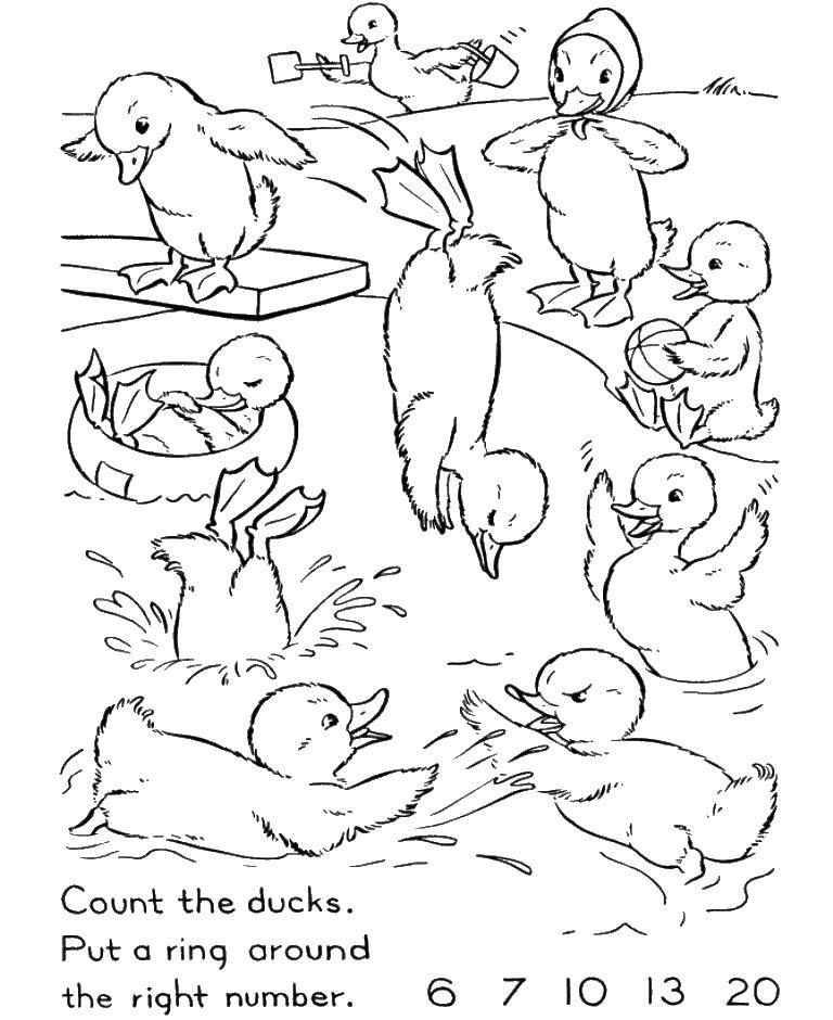 Coloring Plavali ducklings in the pond. Category Learn to count. Tags:  ducklings, pond.